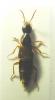 Quedius sp.